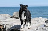 BORDER COLLIE 1595